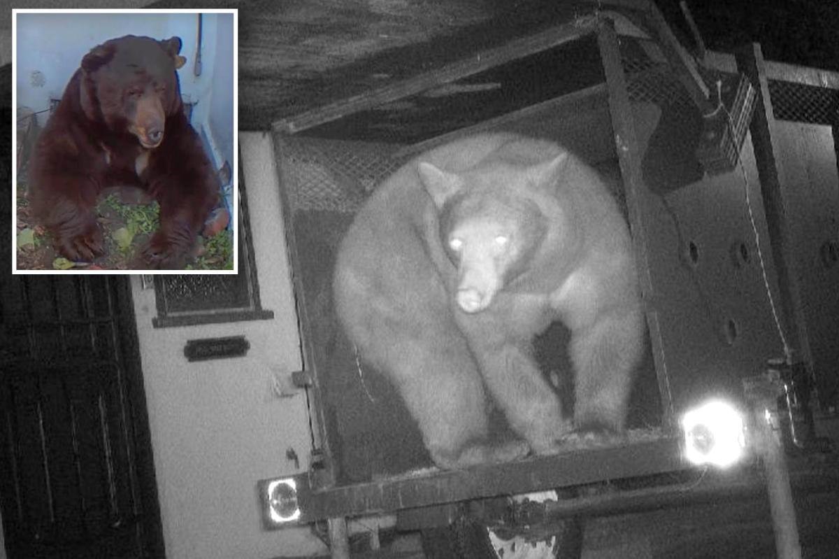 Exclusive | Los Angeles bear trap catches wrong beast in Altadena