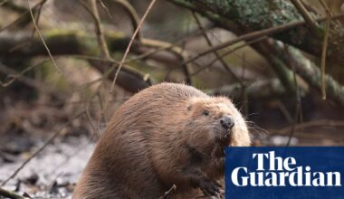 Wild beavers may have spread further than we realise | Wildlife