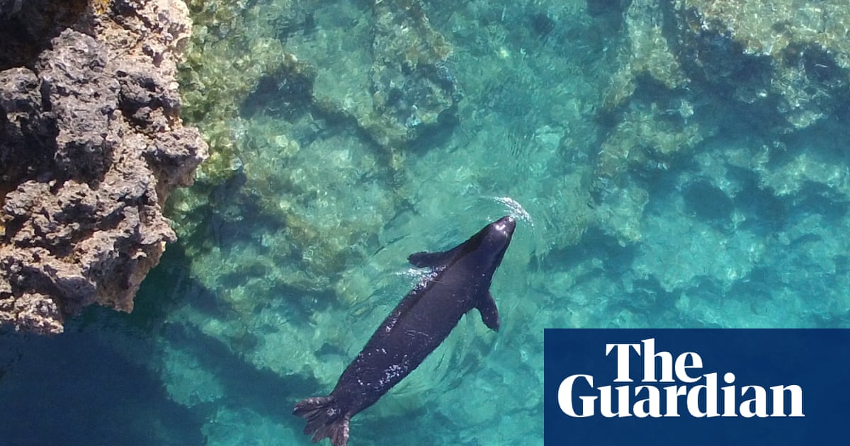 Greek tragedy: the rare seals hiding in caves to escape tourists | Wildlife
