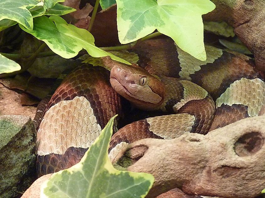 Copperhead (Agkistrodon contortrix)