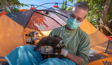 Charity celebrates milestone as Vancouver Island marmots rebound to 427 in wild