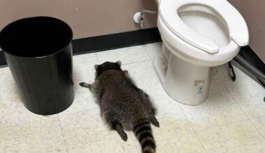 Drunk Raccoon Ransacks Virginia Liquor Store