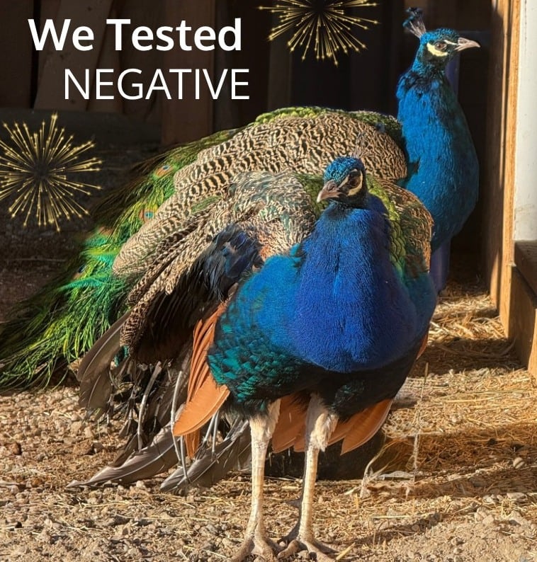 Two peacocks with white texting reading, 'We tested negative.'