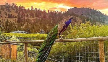 B.C. peacocks spared from avian flu cull