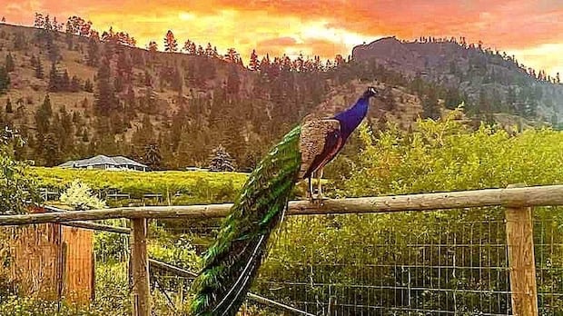 B.C. peacocks spared from avian flu cull