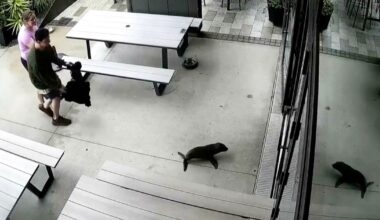 Baby seal caught on video in New Zealand bar