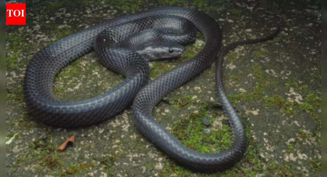 A ‘Crikey’ wolf snake: How the snakes of Nicobar Islands pay ode to Steve Irwin |