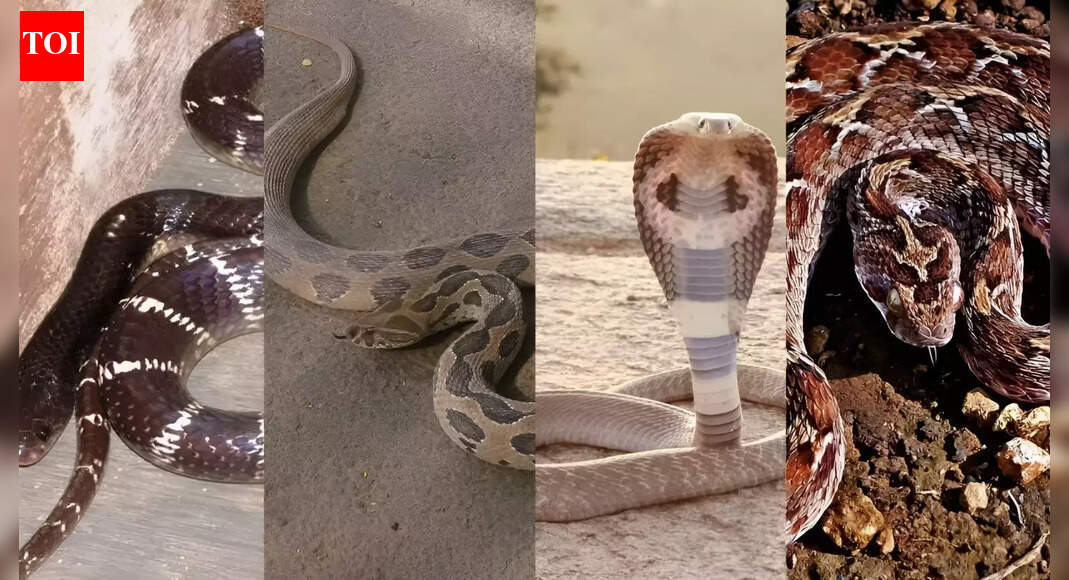 Snakes everywhere! These states in India record the highest numbers of venomous species |