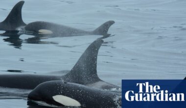 Orcas team up with dolphins to hunt salmon, study finds | Environment