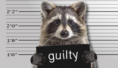 Drunk Raccoon Found Passed Out In Liquor Store On Black Friday Has A Rap Sheet