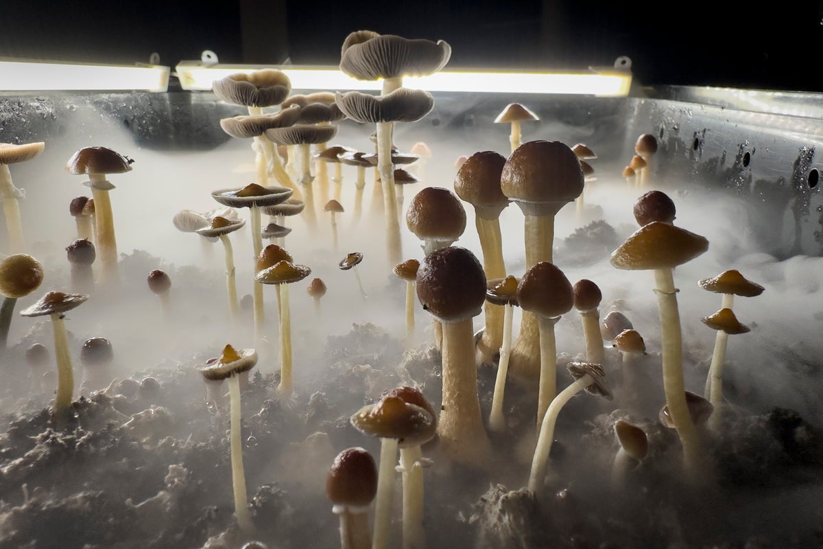 Magic mushroom compound psilocybin found to break depression spiral