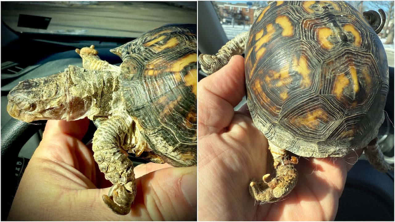 Side-by-side photos of a turtle in the palm of someone's hand, shown from different angles. It has closed eyes, flaking skin and deformed front claws that bend backwards. It's back leg is encased in brown hairs,