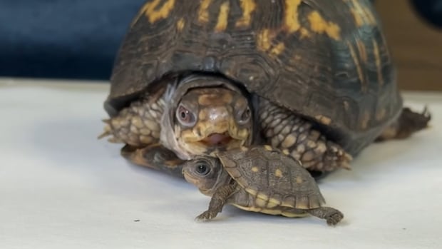 Rockalina the turtle meets member of her own species for the 1st time in 48 years