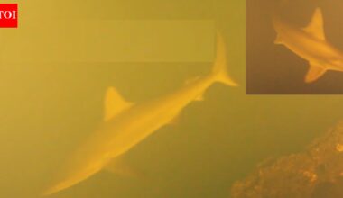 Scientists baffled as sharks found swimming inside one of world’s most active underwater volcanoes |