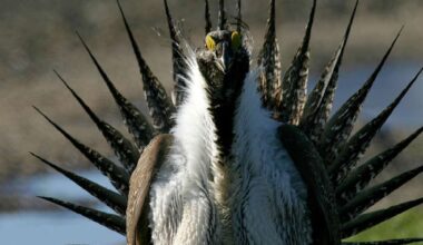 Feds revise greater sage grouse plan, rekindling fight over declining species