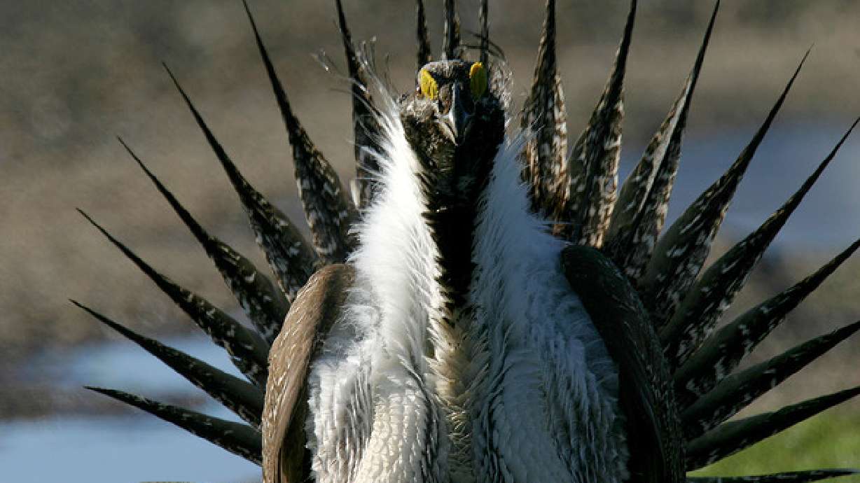Feds revise greater sage grouse plan, rekindling fight over declining species