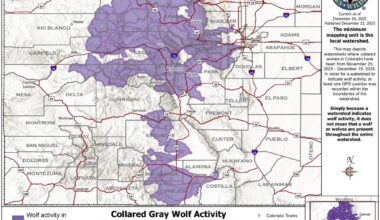 Where did Colorado’s wolves spend time in December? 