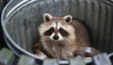 Raccoons steal booze and bite diners – will insurance cover it?