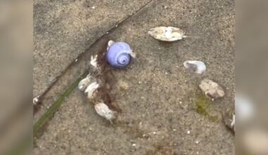 Woman On Beach Stroll Stumbles Upon Rare Purple Animal Not Seen In A Decade