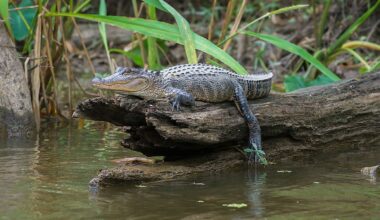 The 4 Most Alligator-Filled Swamps In Louisiana