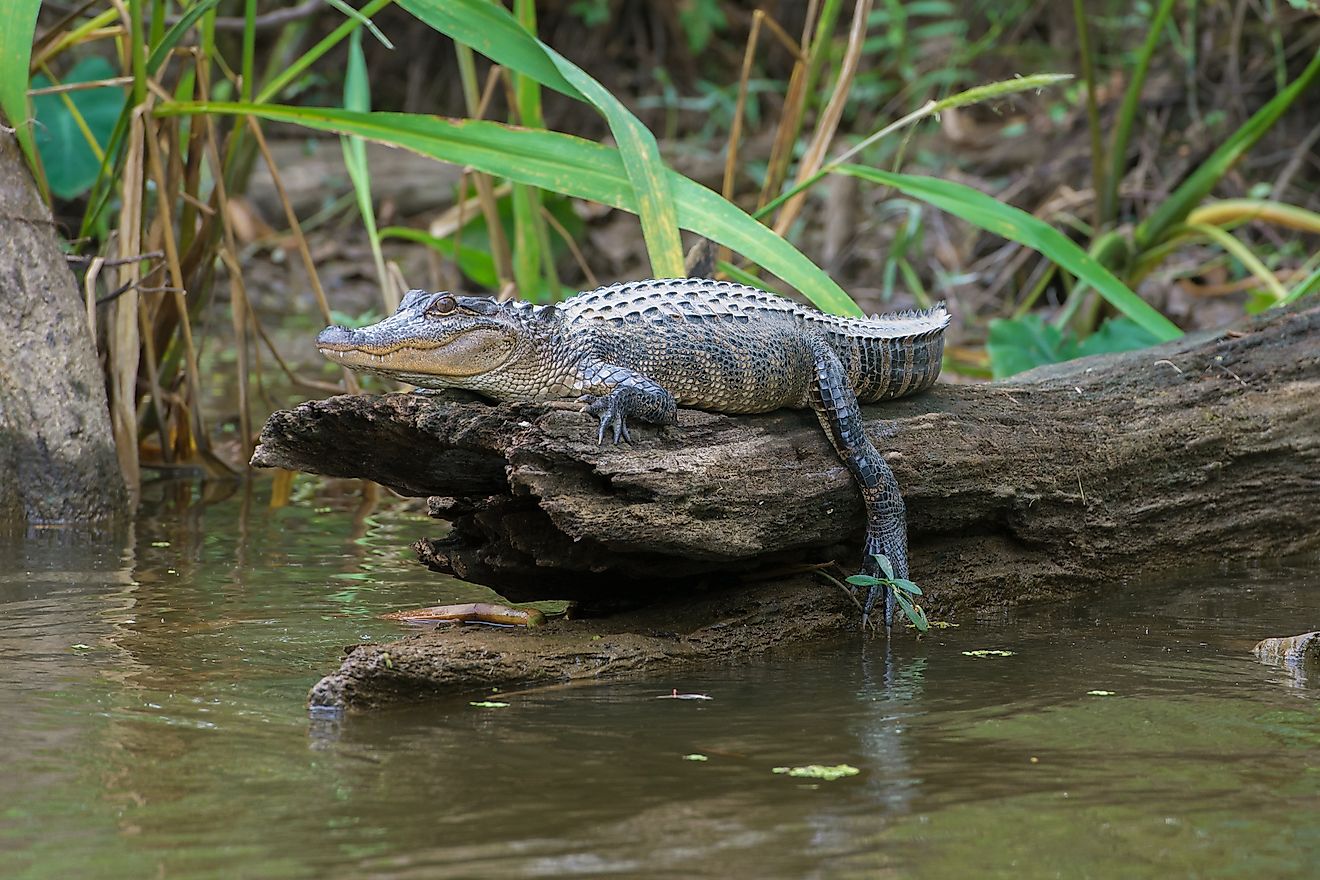 The 4 Most Alligator-Filled Swamps In Louisiana