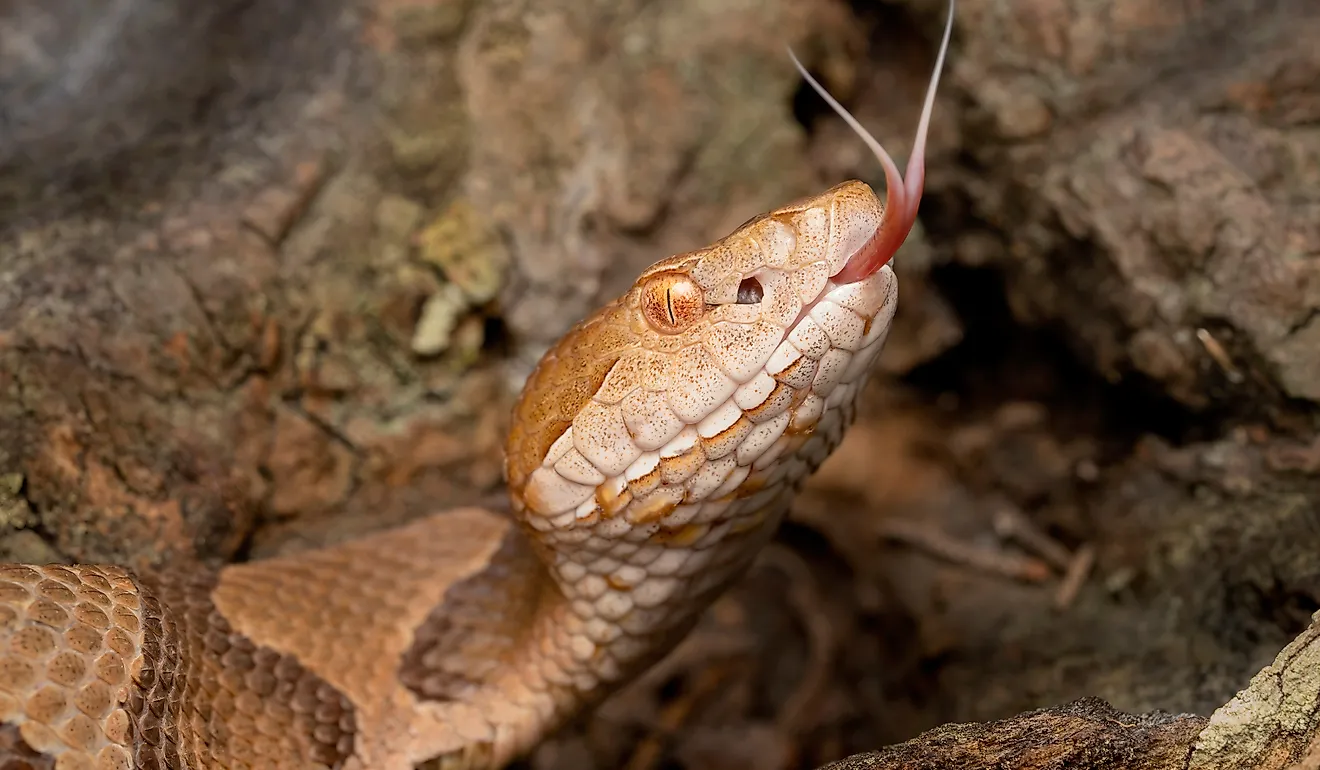 7 Snake Infested State Parks In Maryland