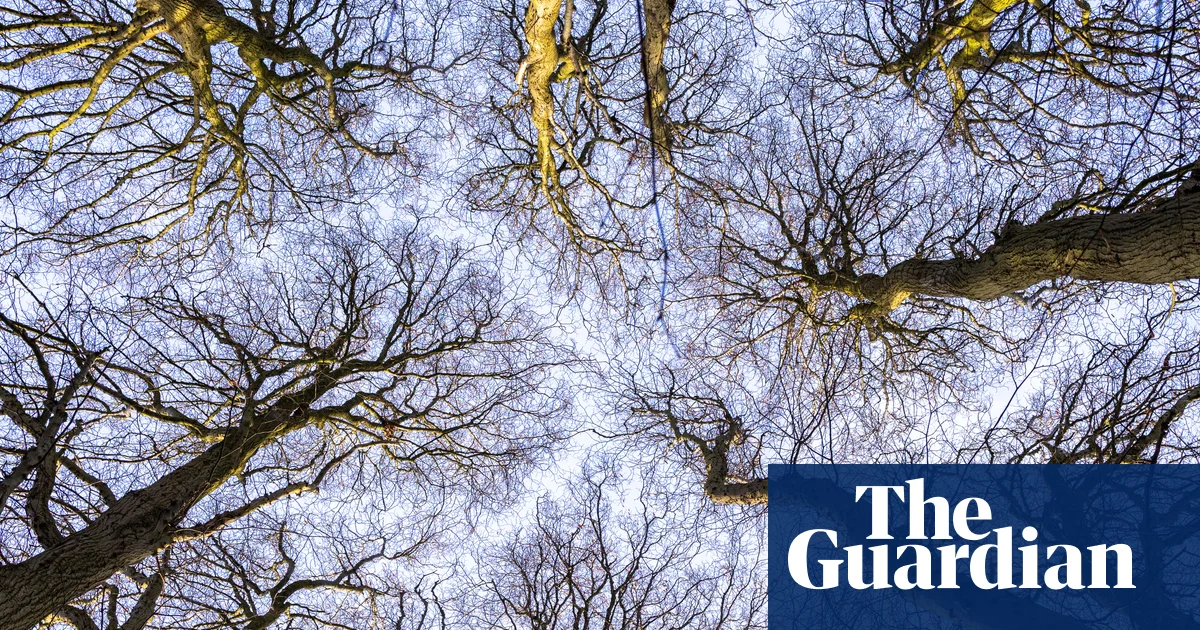 Country diary: A rare giant in the quiet of the wood | Environment