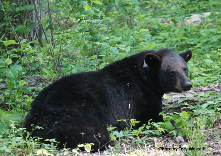 black bear laying down with a gps collar