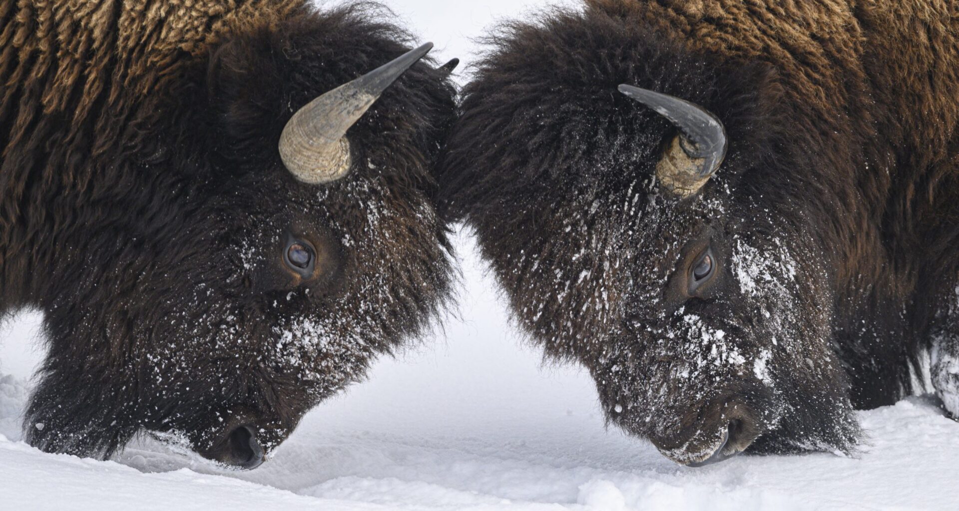 Bison Fight In The Middle Of Snow Road: WATCH