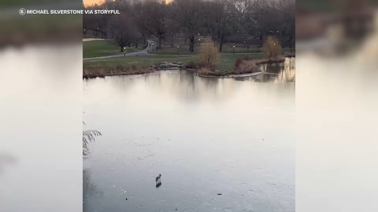 Central Park coyote takes stroll across frozen Turtle Pond in NYC