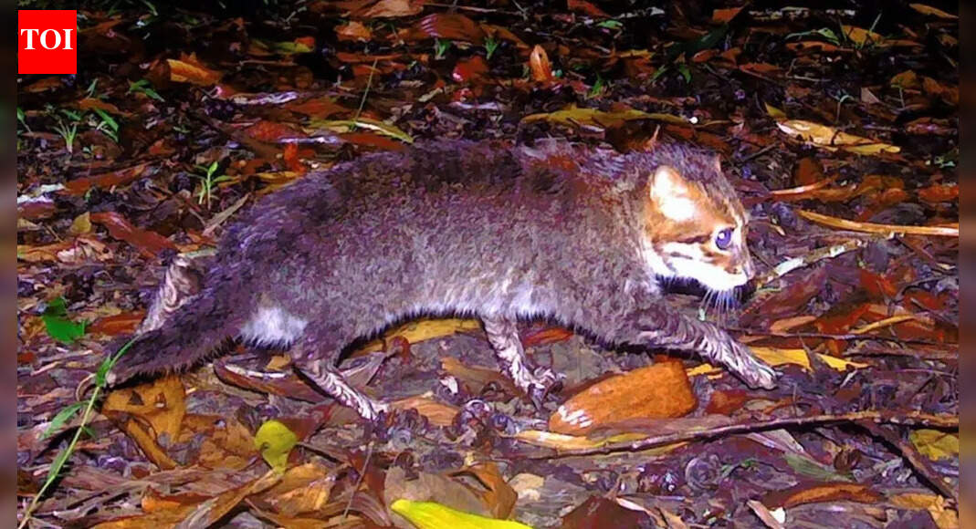 Flat-headed cat returns to Thailand after 30 years: Camera traps reveal breeding survival in southern wetlands once feared lost |