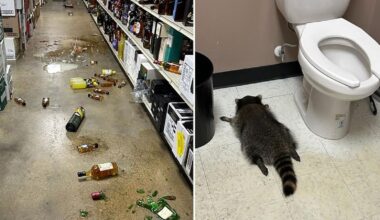 Drunk raccoon found passed out in Virginia liquor store bathroom: Officials