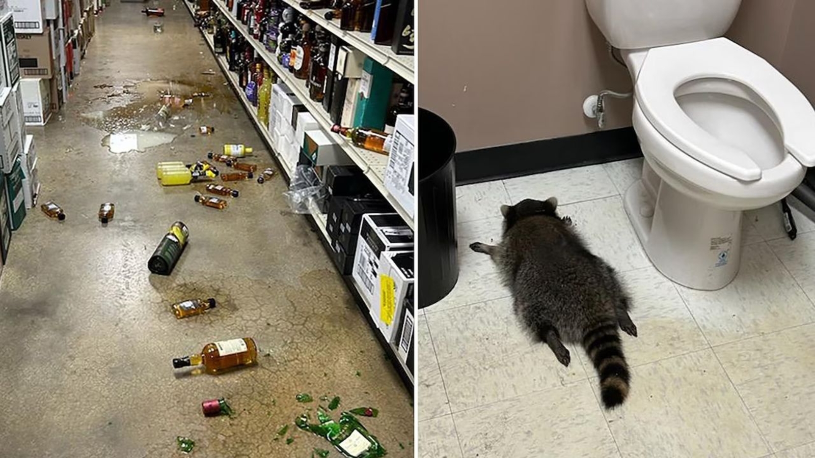 Drunk raccoon found passed out in Virginia liquor store bathroom: Officials