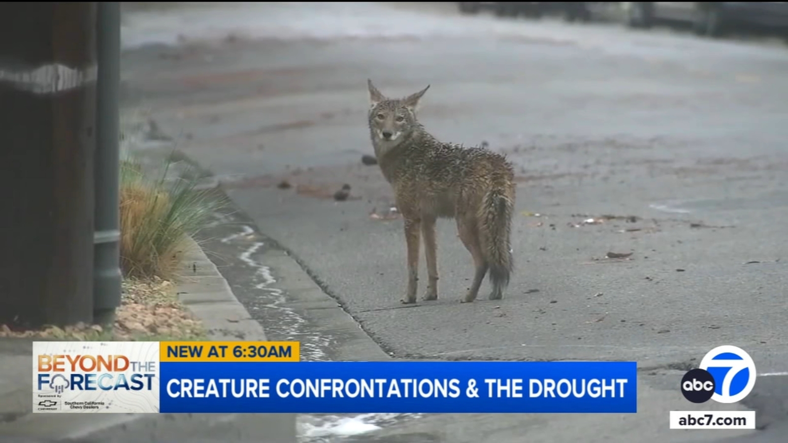 Do wildlife encounters in Southern California increase during periods of drought?