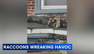 Neighbors in Southwest Philadelphia call for action as raccoon problems persist