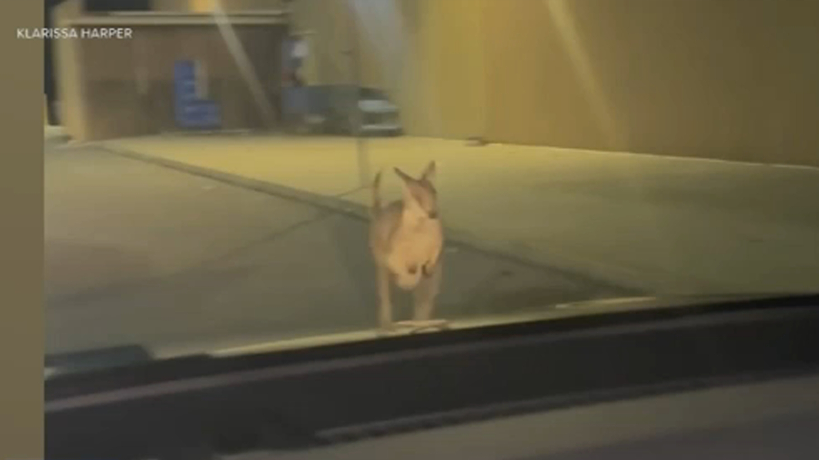 Wallaby named Rex found safe after escaping from Lots of Love Farm in Williamstown