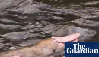Pink platypus spotted in Gippsland far from a monochrome monotreme | Victoria