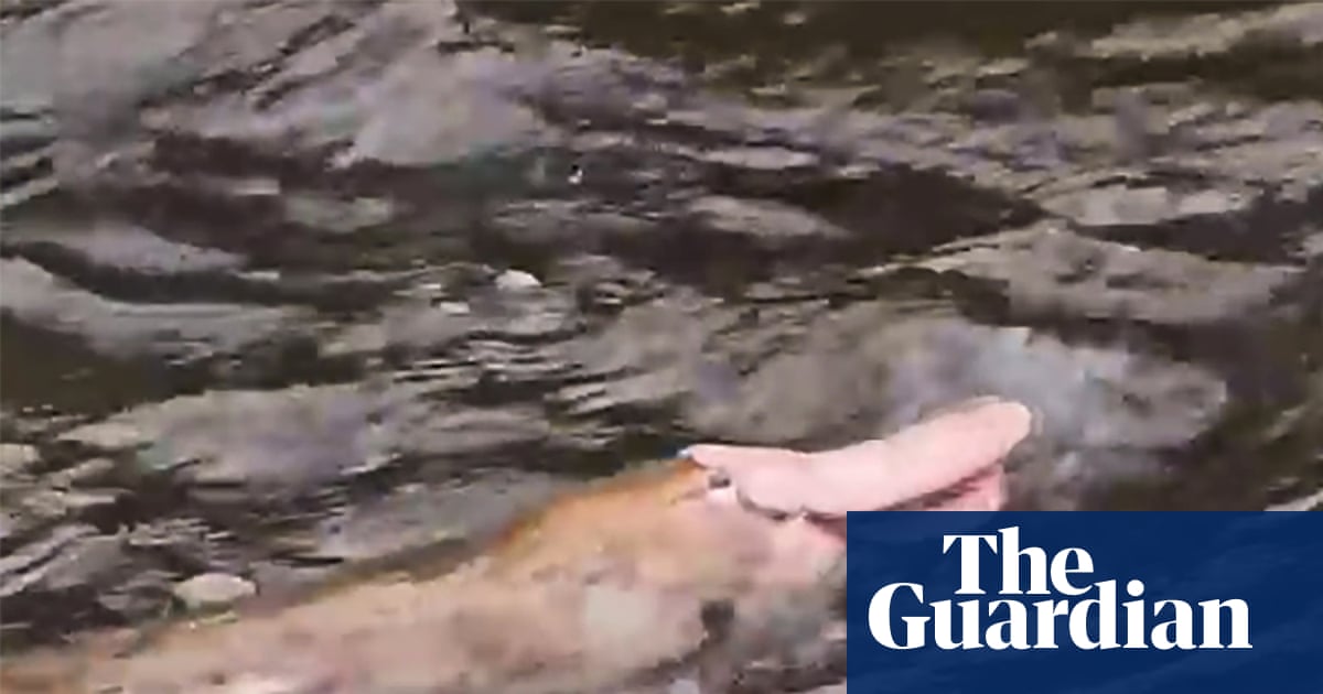 Pink platypus spotted in Gippsland far from a monochrome monotreme | Victoria