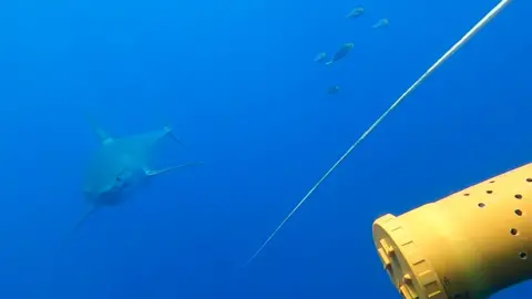 Virginia Tech/Blue Marine The underwater image shows a mako shark swimming towards the camera in clear blue water. A bright yellow cylinder in the foreground is a container of fish bait to attract sharks 