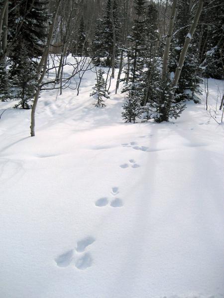 Snowshoe hare tracks seen en route to Castle Creek Valley in Pitkin County, Colorado. (Kyle Wagner/The Denver Post)