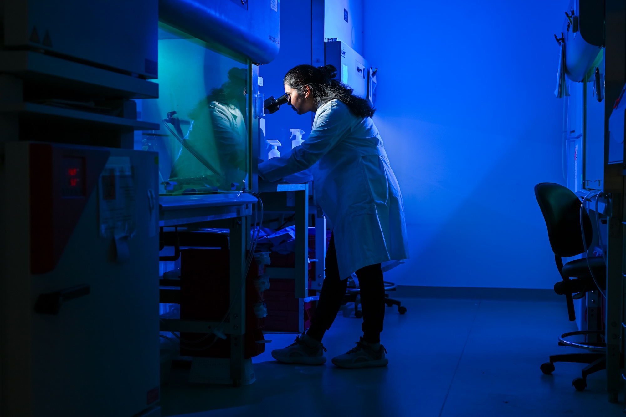 Bathed in blue light, staff scientist Preeti Maurya changes media, and spins down and vacuums cells in the tissue culture room. 
