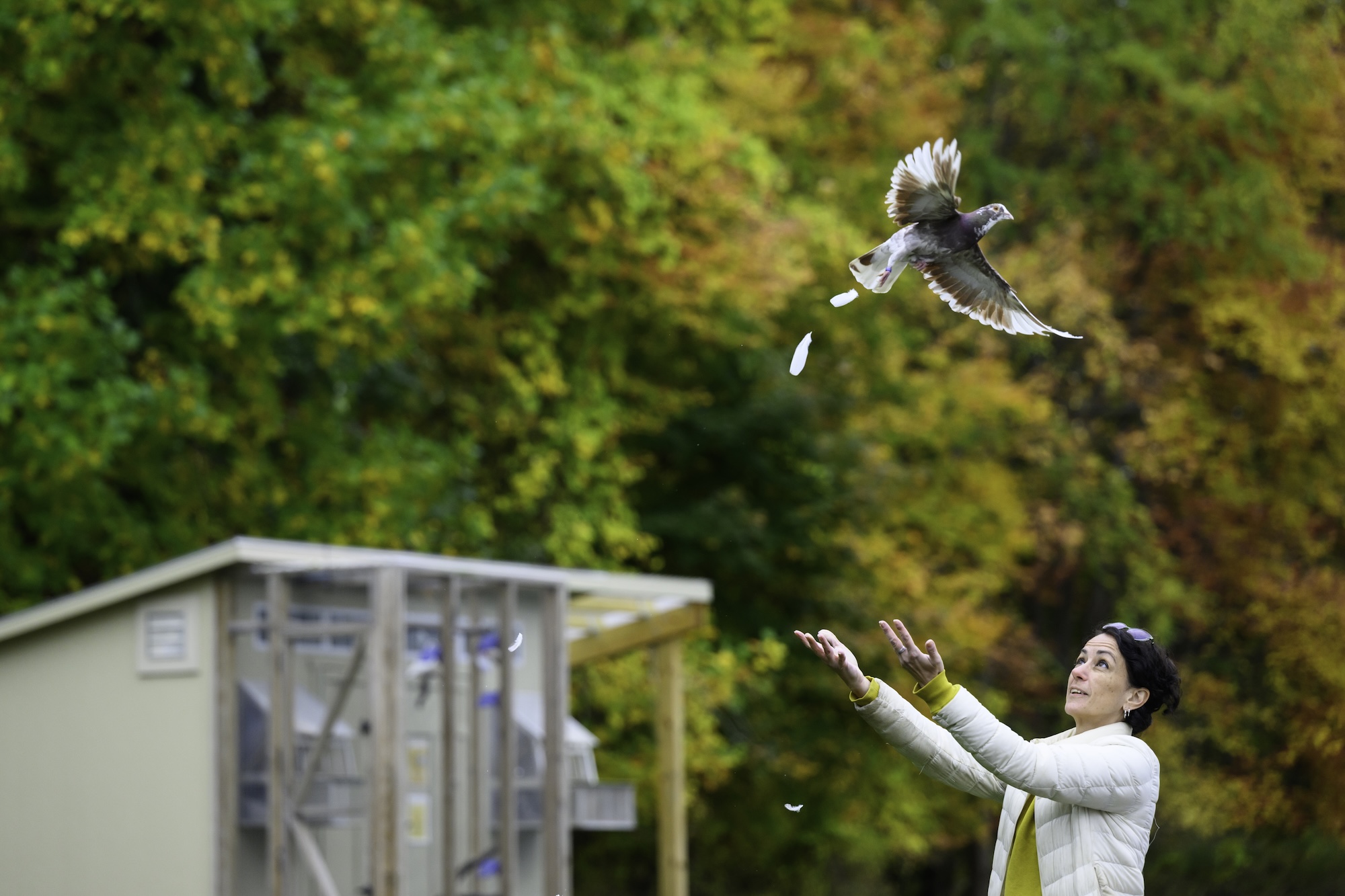 Dora Biro, Beverly Petterson Bishop and Charles W. Bishop Professor of Brain and Cognitive Sciences, launches a homing pigeon.