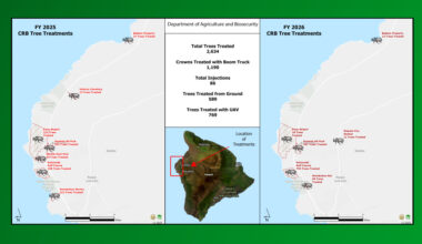 New Website Tracks Coconut Rhinoceros Beetle Fight On Hawaiʻi Island