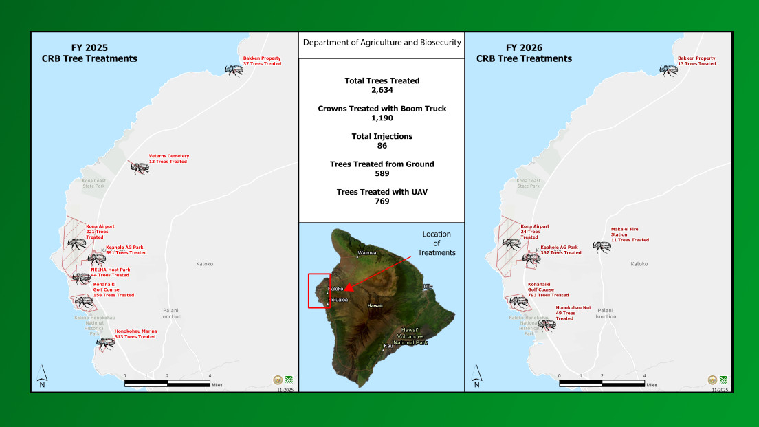 New Website Tracks Coconut Rhinoceros Beetle Fight On Hawaiʻi Island