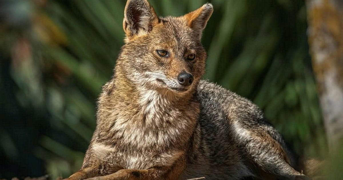 Cats, Move Over: Why Packs of Jackals Are Taking Over Tel Aviv