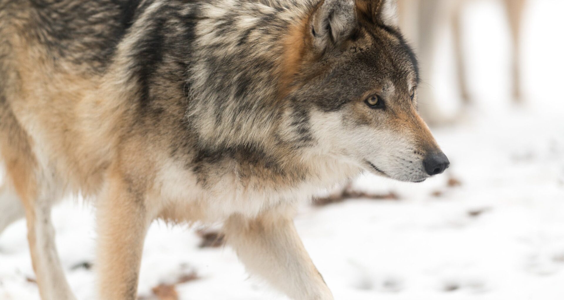 Gray wolf walking in the snow.
