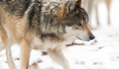 Gray wolf walking in the snow.