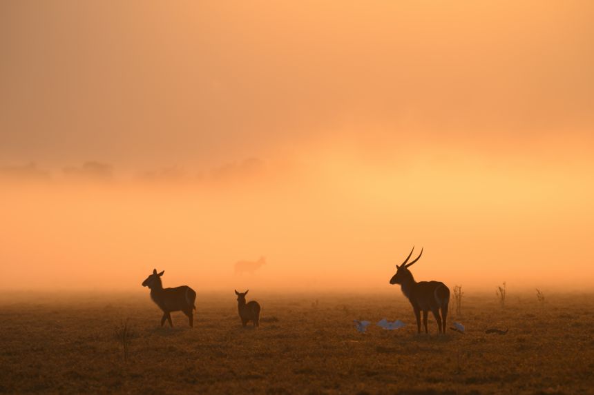 Waterbuck antelope on a misty morning at Gorongosa. The National Park is regularly blanketed in sea mist blowing in from the Mozambique coast.