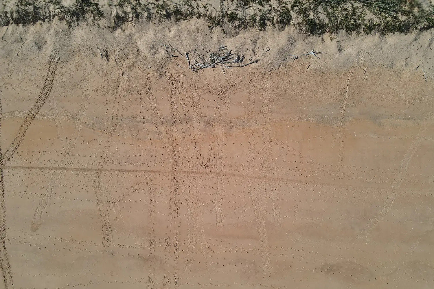 Cape Domett: Turtle footprints vertical on the sand. Crocodile footprints vertical.