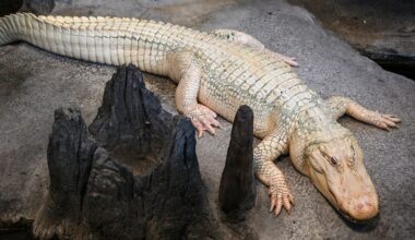 San Francisco says goodbye to beloved albino alligator Claude
